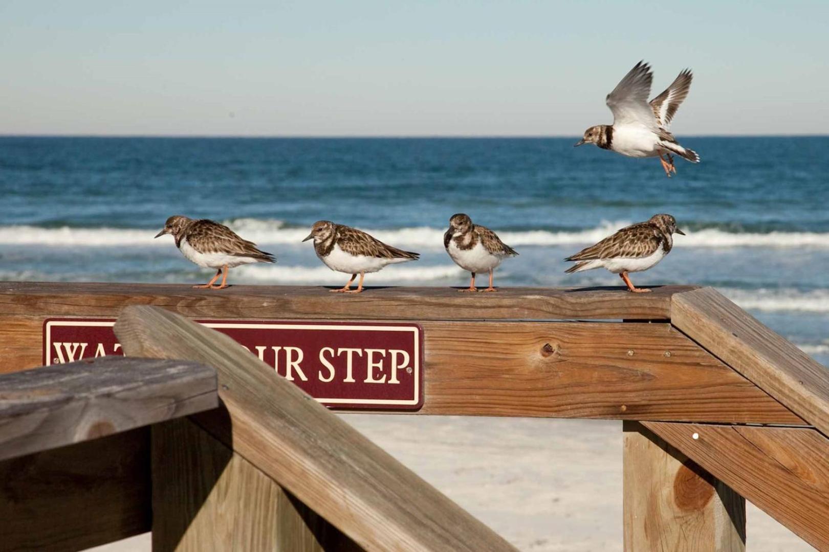 404 - Beautiful 2/2 Ocean View Daire New Smyrna Beach Dış mekan fotoğraf